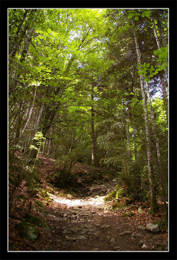 Chemin en sous-bois