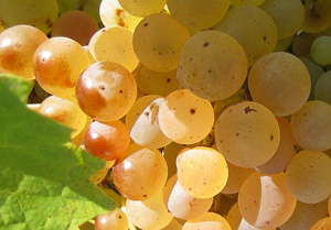 Grappe de raisins