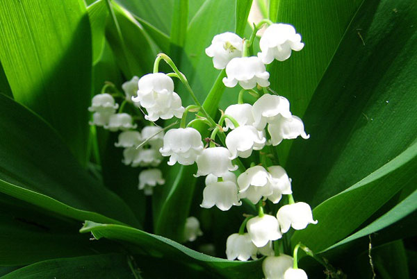 tradition muguet 1er mai origine - fête du 1er mai muguet